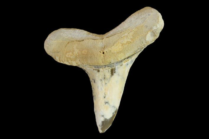 Fossil Shark (Cretoxyrhina) Tooth - Kansas #134836